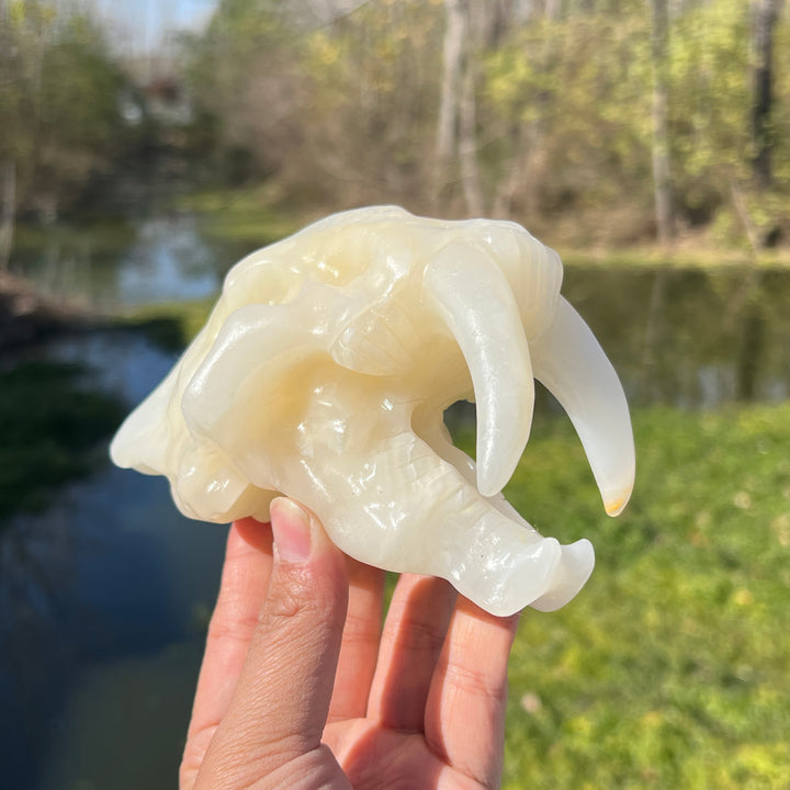 Afghan Jade Saber-Toothed Tiger Skull