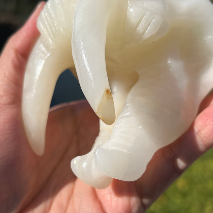 Afghan Jade Saber-Toothed Tiger Skull