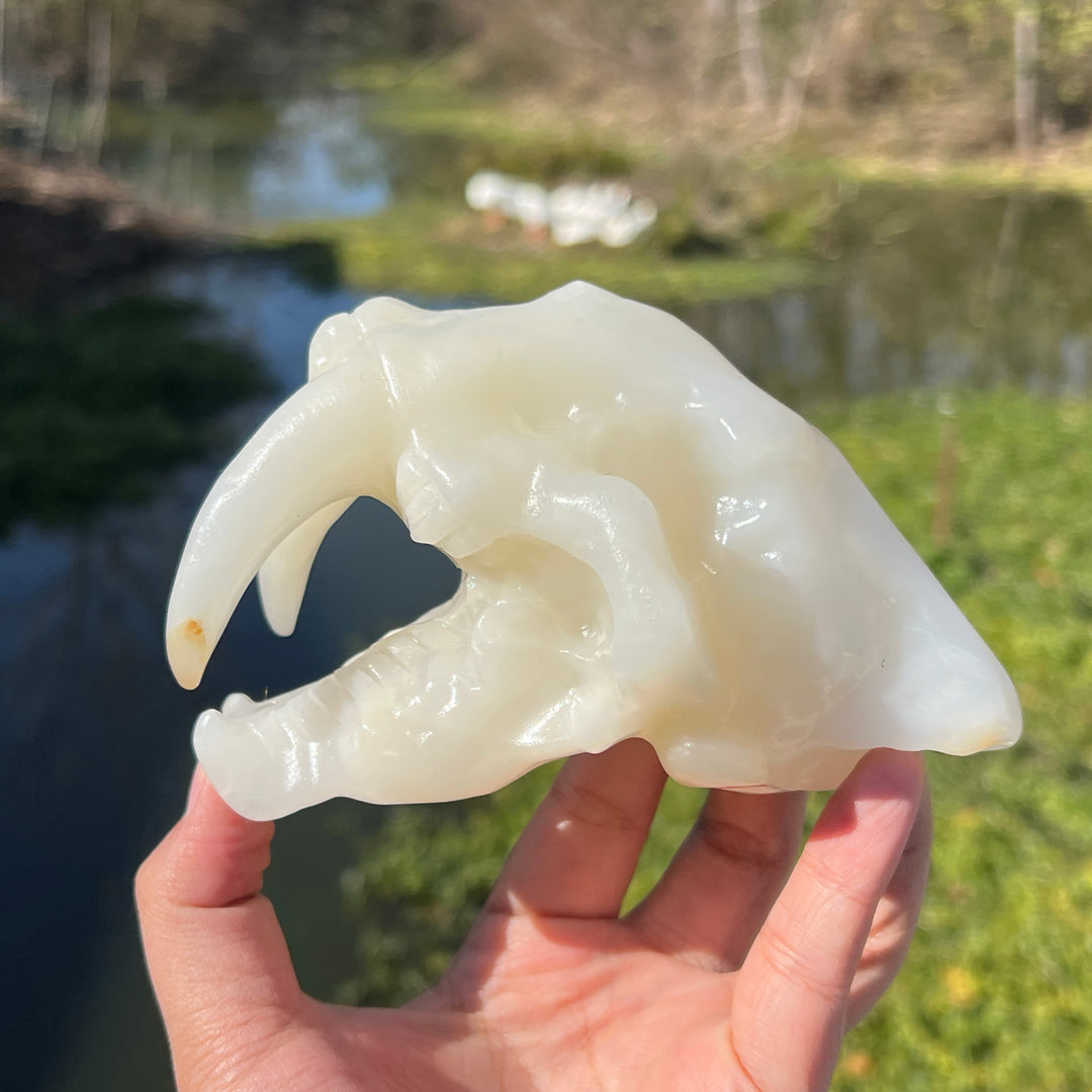 Afghan Jade Saber-Toothed Tiger Skull