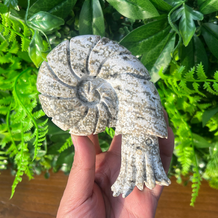 Ocean Jasper Ammonite