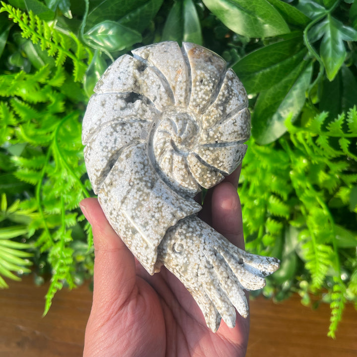 Ocean Jasper Ammonite