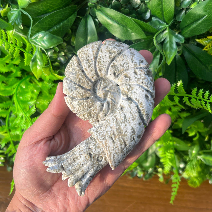 Ocean Jasper Ammonite