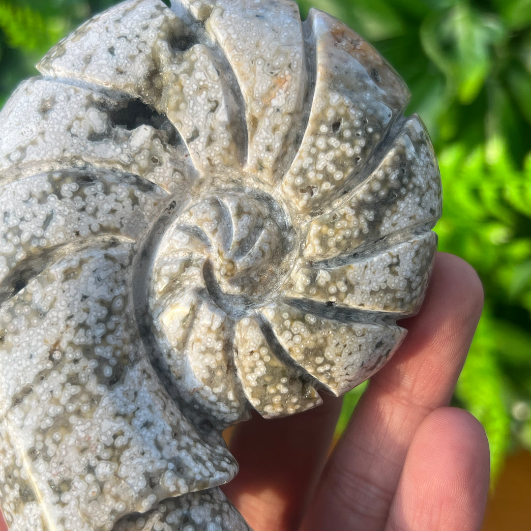 Ocean Jasper Ammonite