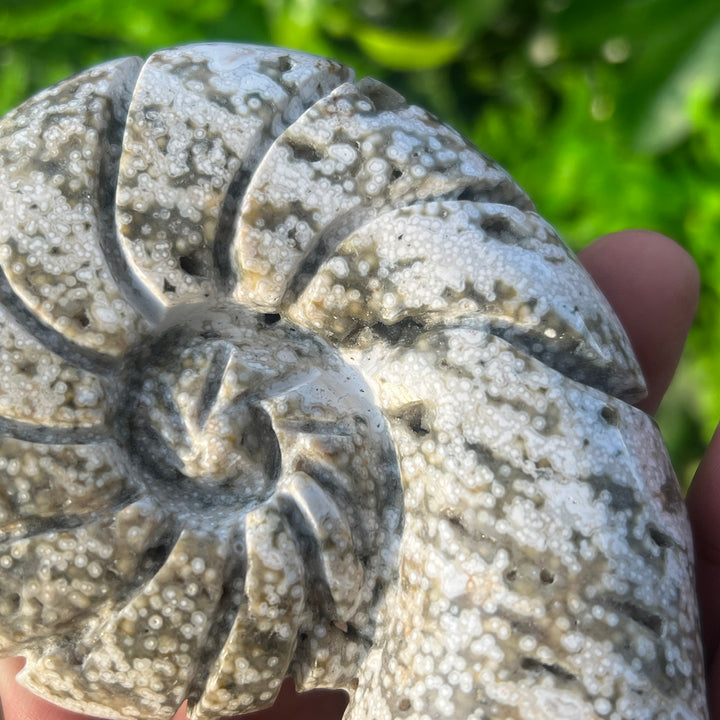 Ocean Jasper Ammonite