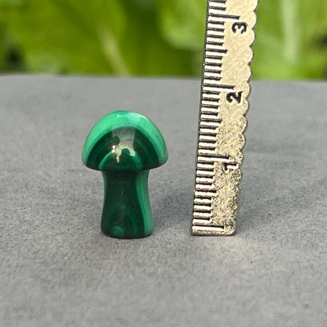 Mini-champignon malachite