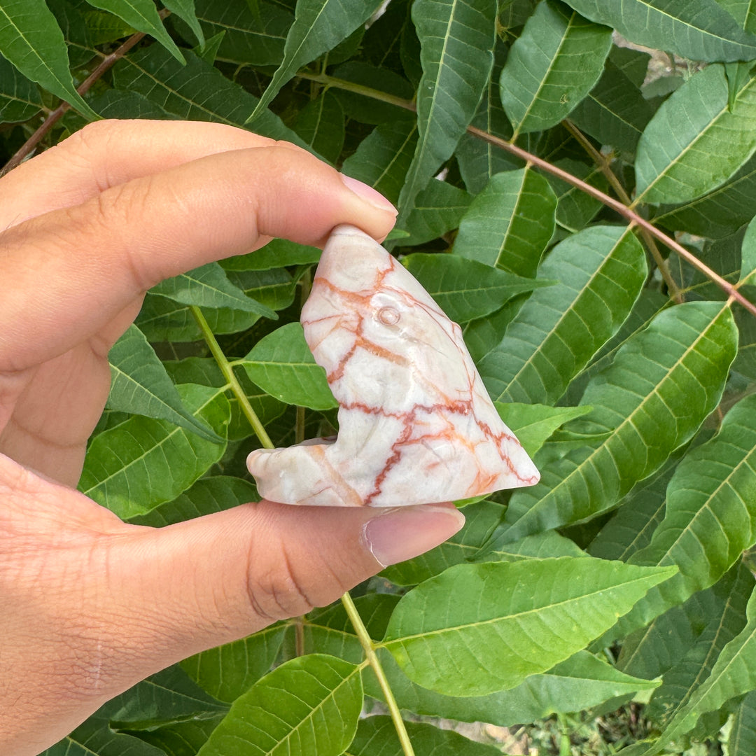 Crâne de requin en quartz du réseau rouge