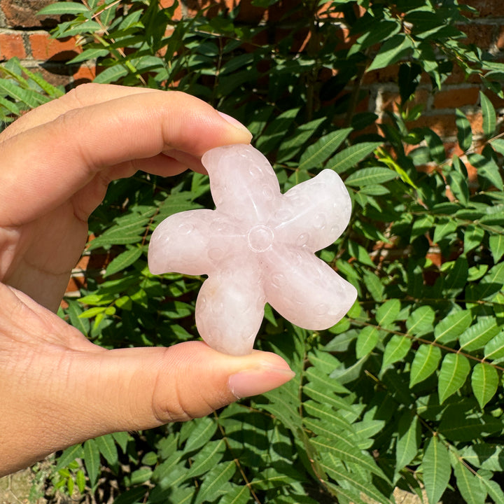 StarFish Carving