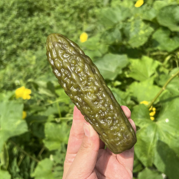 Cornichon de jade Xiuyan