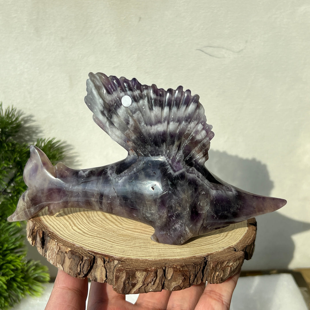 Dream Amethyst Sailfish