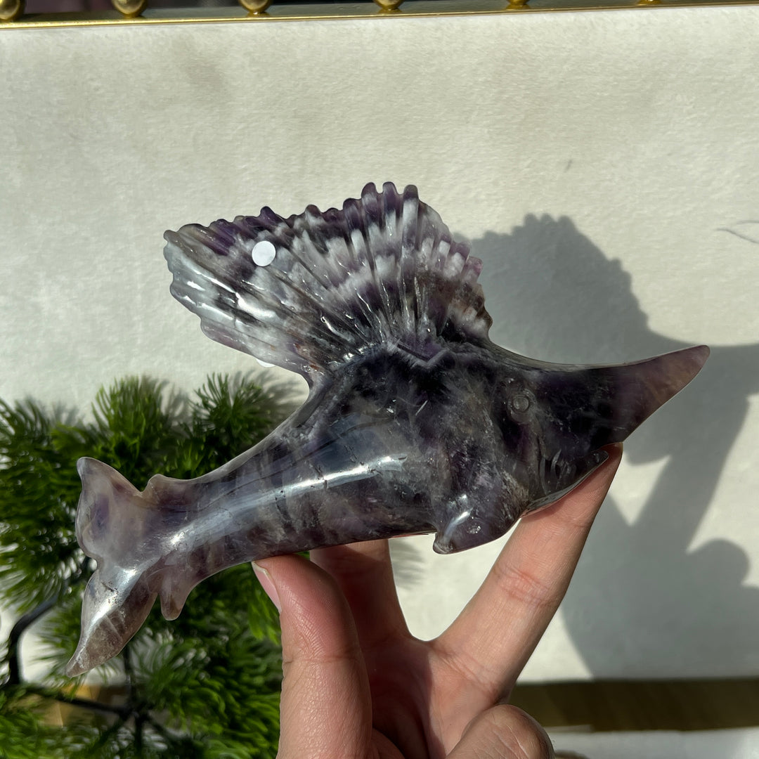 Dream Amethyst Sailfish