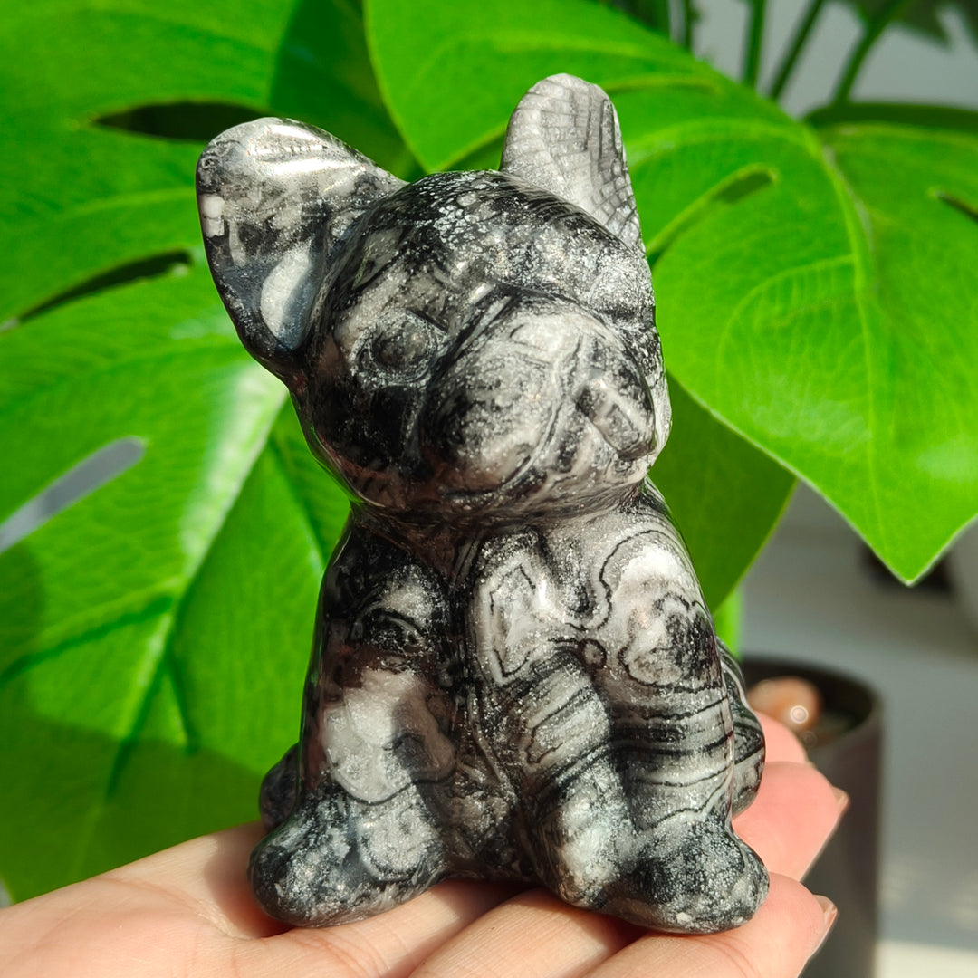 Ammonite Fossil Dog