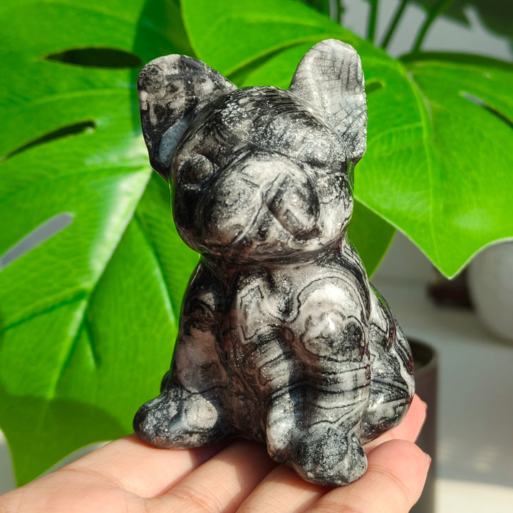 Ammonite Fossil Dog