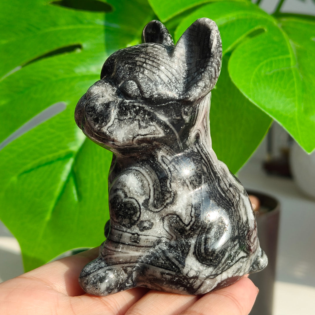 Ammonite Fossil Dog