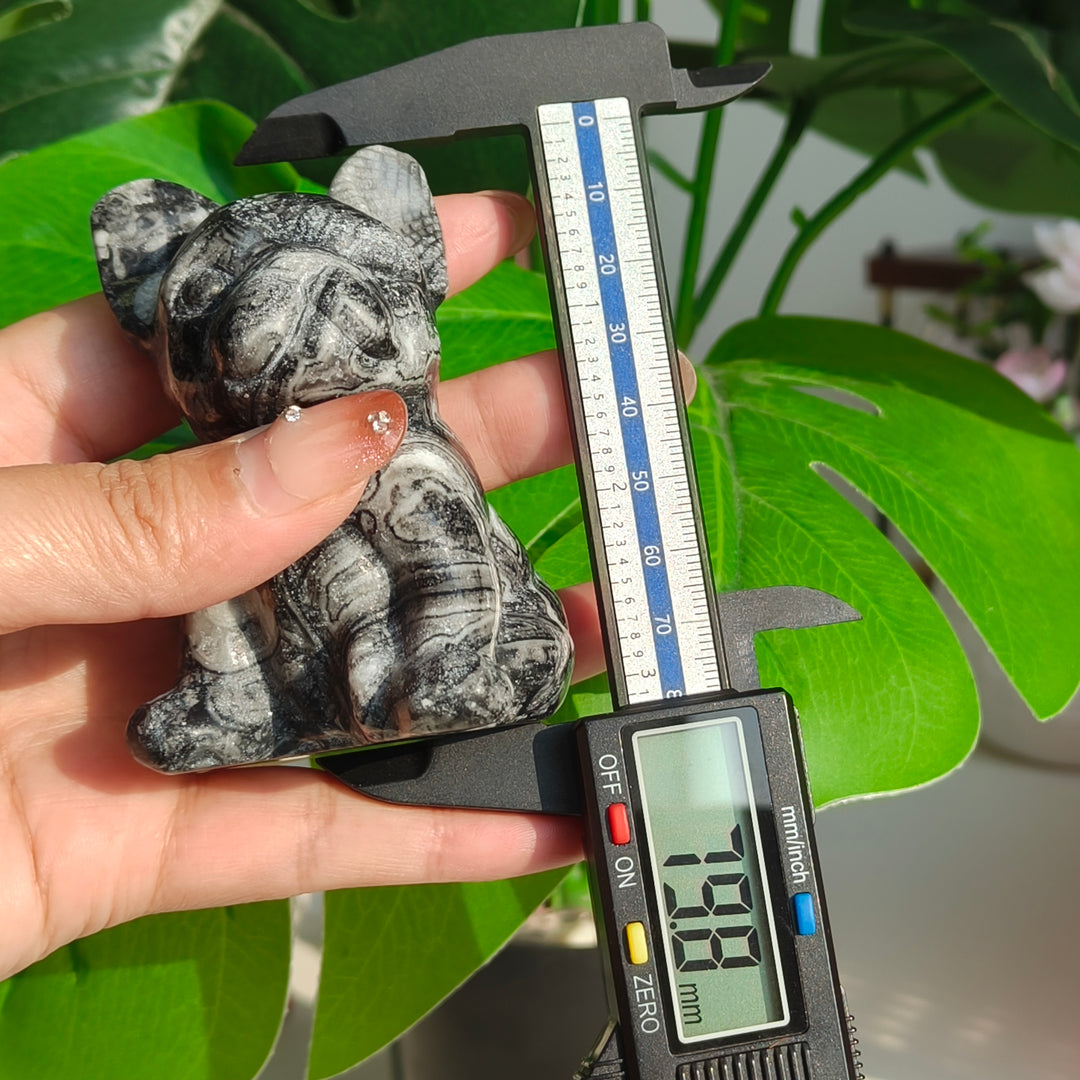 Ammonite Fossil Dog
