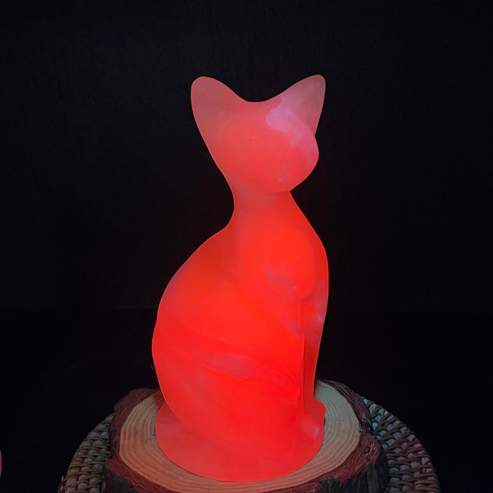 Wisdom Noble Cat