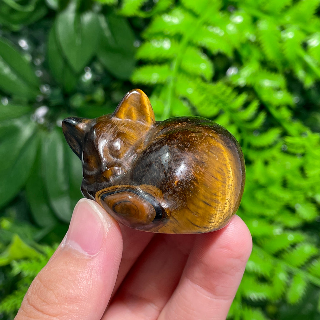 Tiger Eye Sleeping Cat
