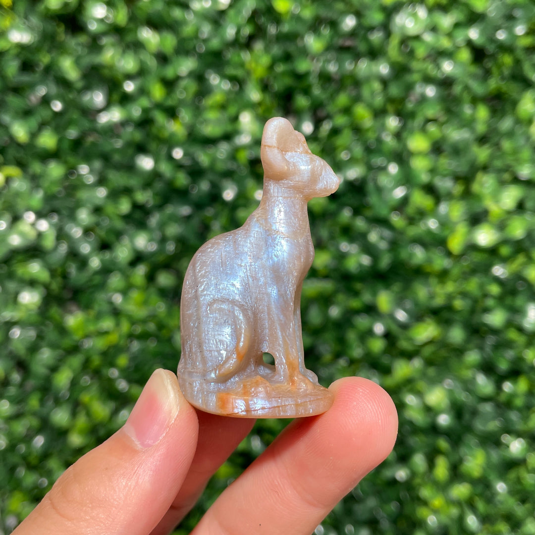 Moonstone Sphynx Cat