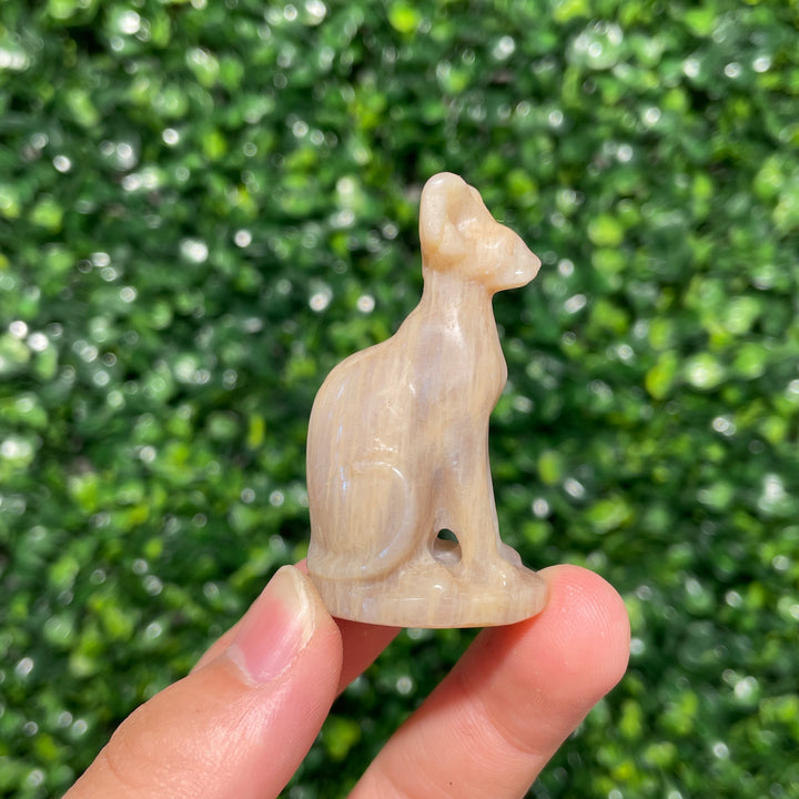 Moonstone Sphynx Cat