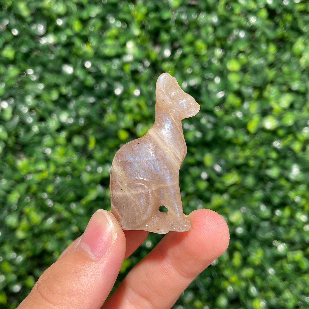 Moonstone Sphynx Cat