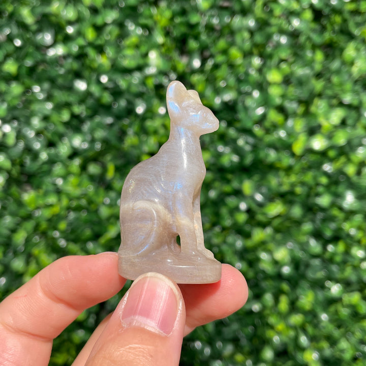 Moonstone Sphynx Cat