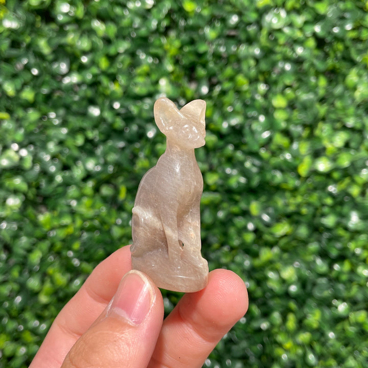 Moonstone Sphynx Cat