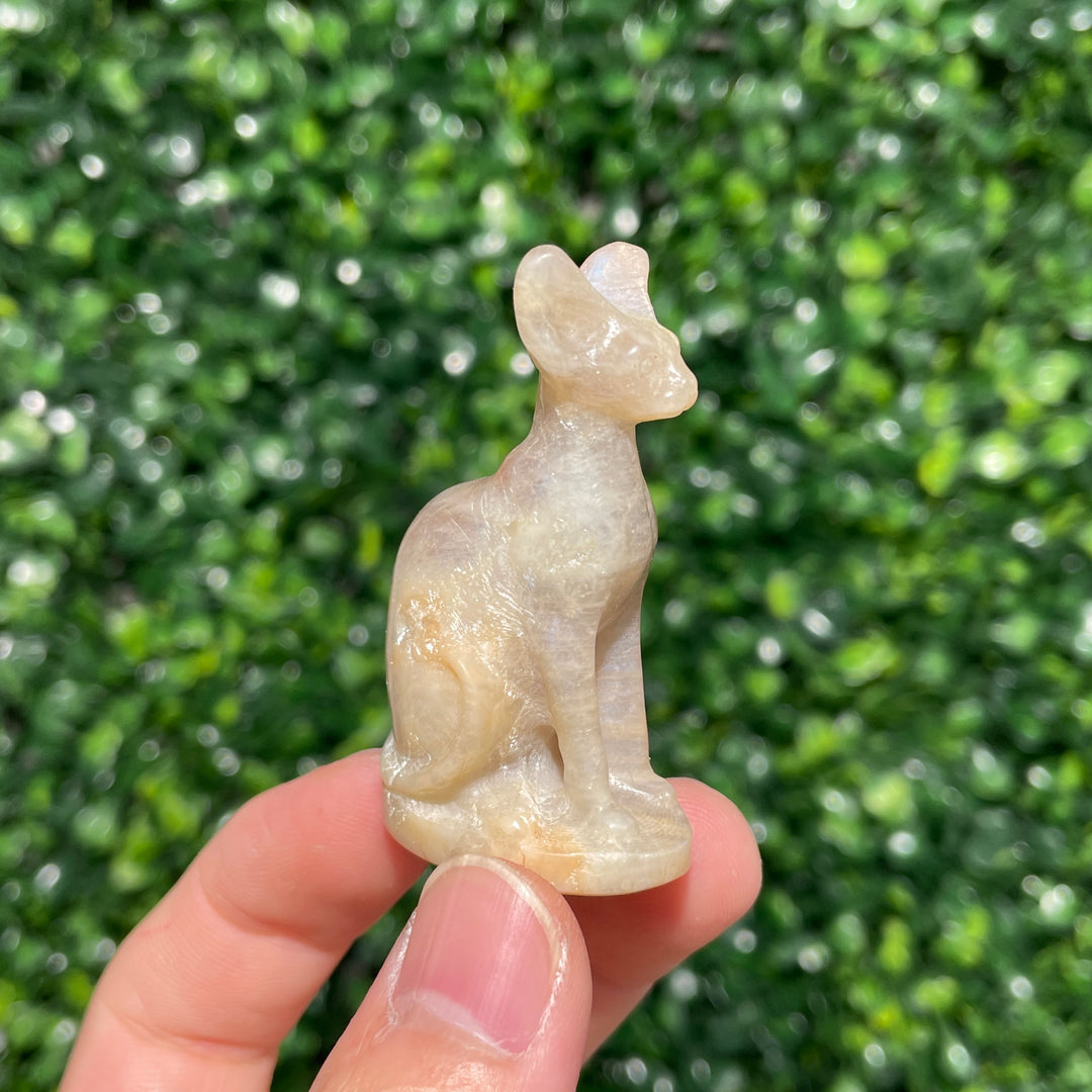Moonstone Sphynx Cat