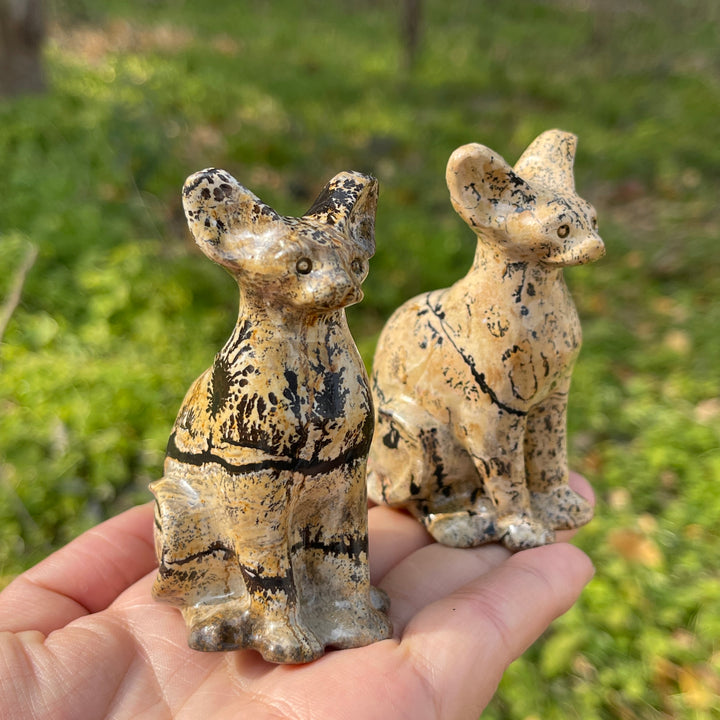 Picture Jasper Sphynx Cat