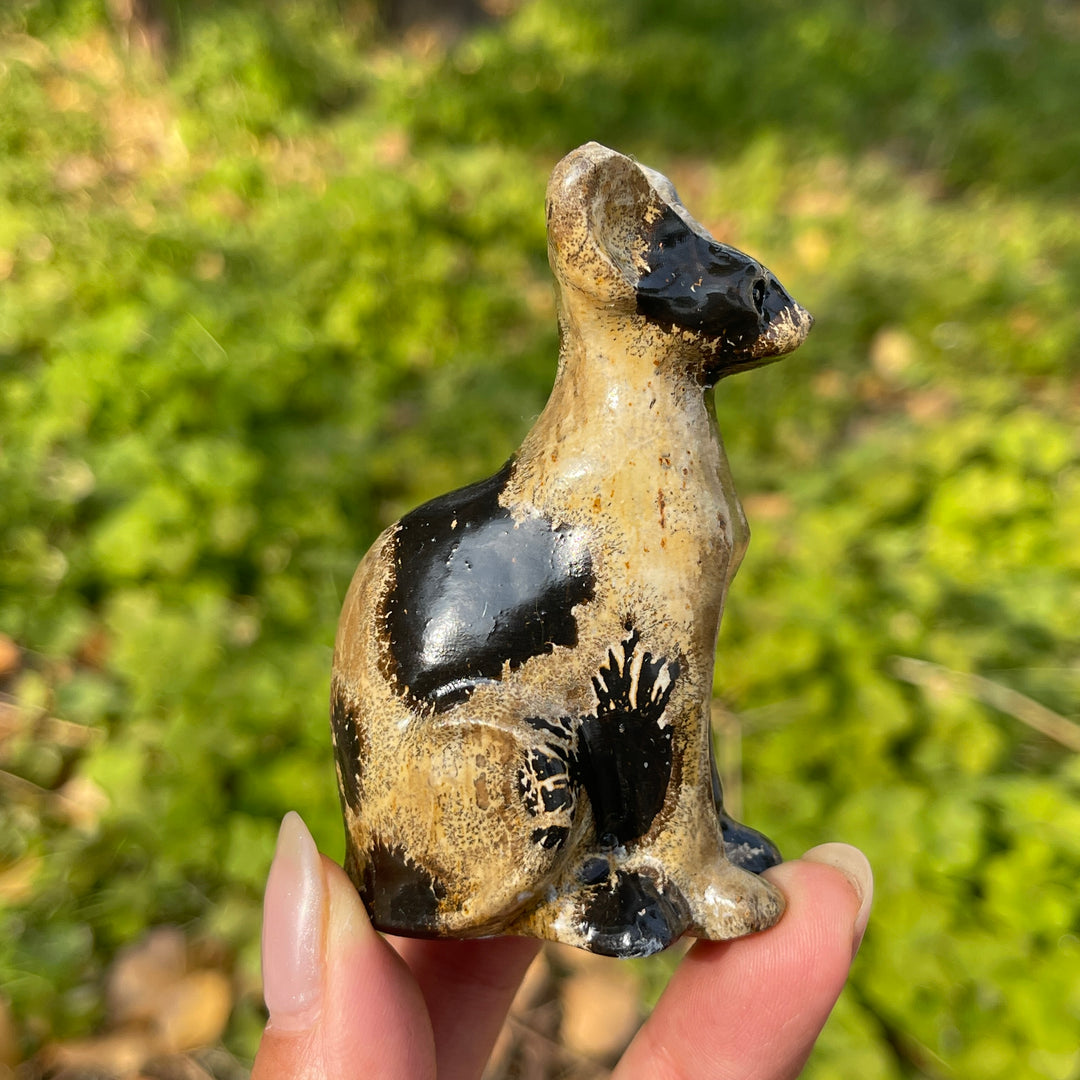 Picture Jasper Sphynx Cat