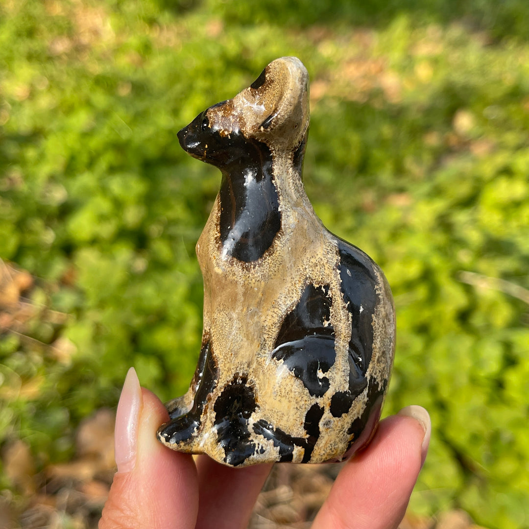Picture Jasper Sphynx Cat