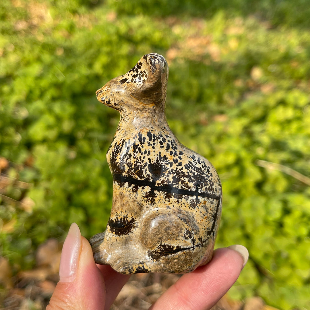 Picture Jasper Sphynx Cat