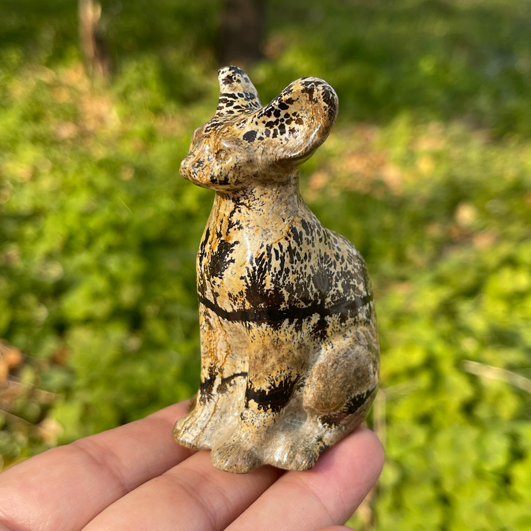 Picture Jasper Sphynx Cat