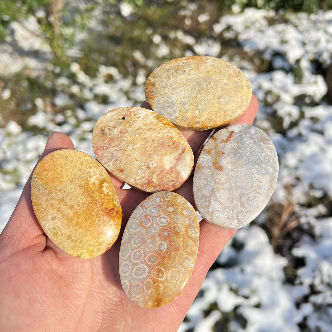 Natural Crystal Coral Fossil Palm Stone