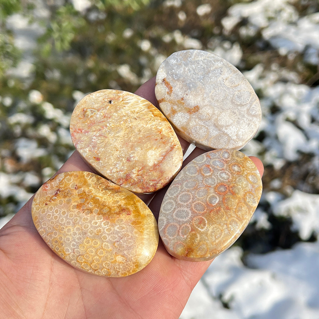 Natural Crystal Coral Fossil Palm Stone