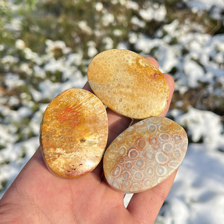 Natural Crystal Coral Fossil Palm Stone
