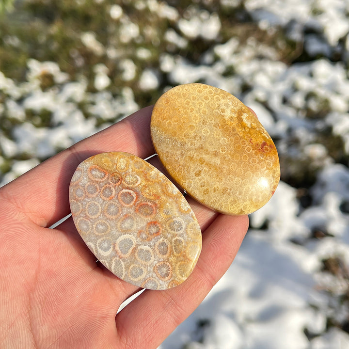 Natural Crystal Coral Fossil Palm Stone