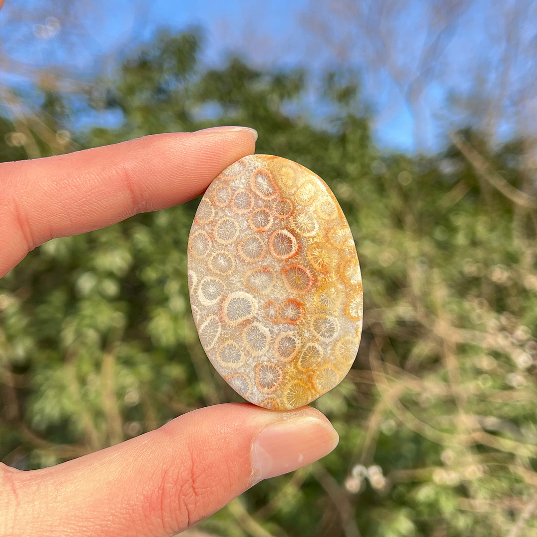 Natural Crystal Coral Fossil Palm Stone