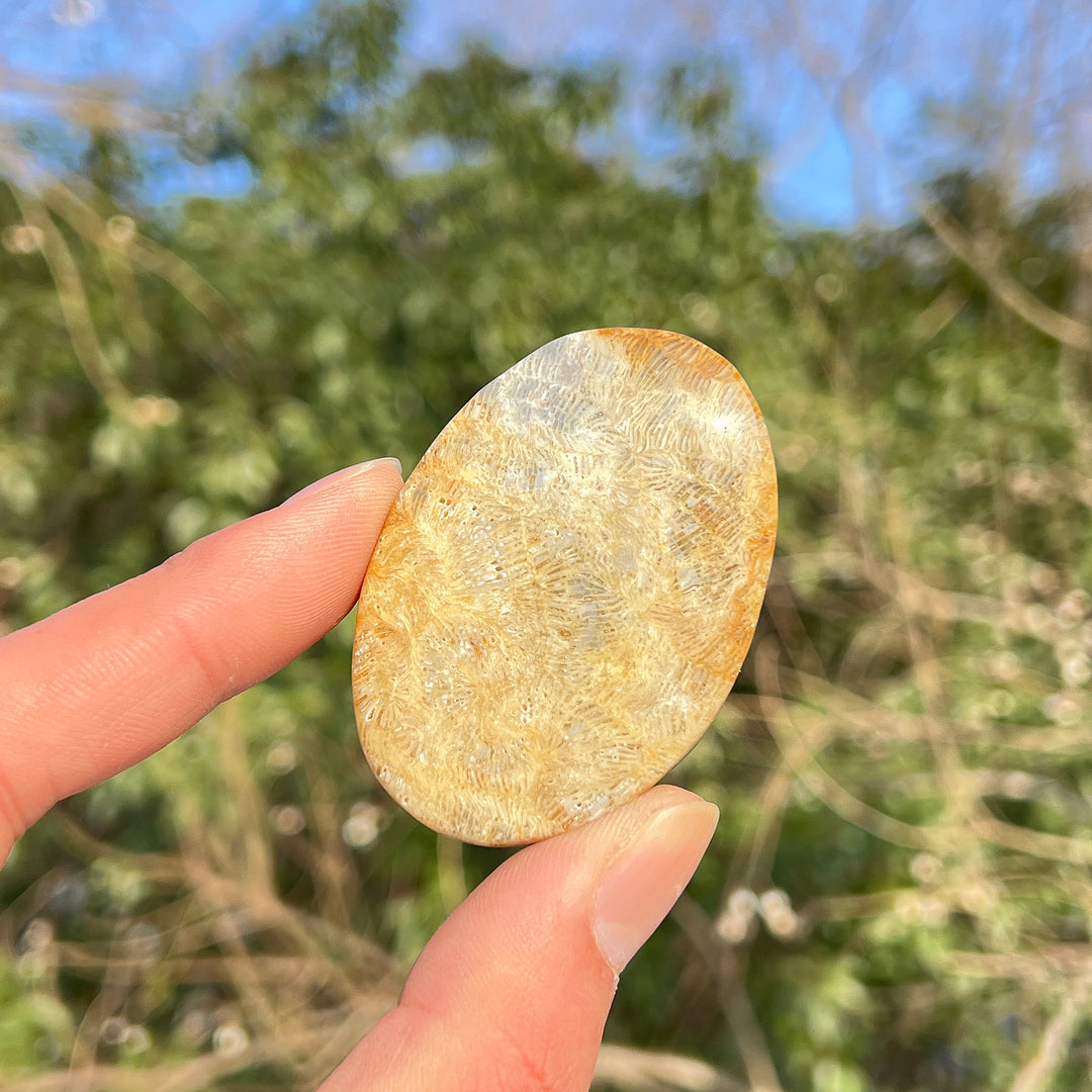 Natural Crystal Coral Fossil Palm Stone