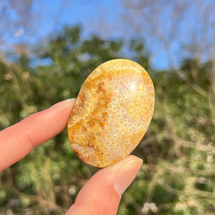 Natural Crystal Coral Fossil Palm Stone