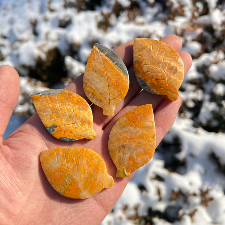 Bumble Bee Jasper Leaf