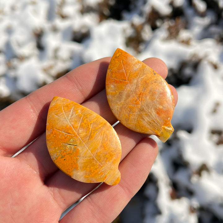 Bumble Bee Jasper Leaf