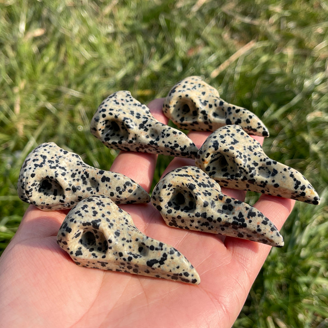 Natural Dalmatian Jasper Crow Skull