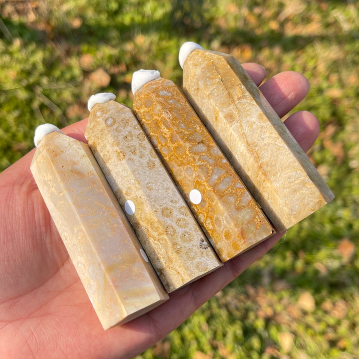 Imperfect,Natural Coral Fossil Point