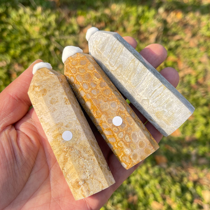 Imperfect,Natural Coral Fossil Point