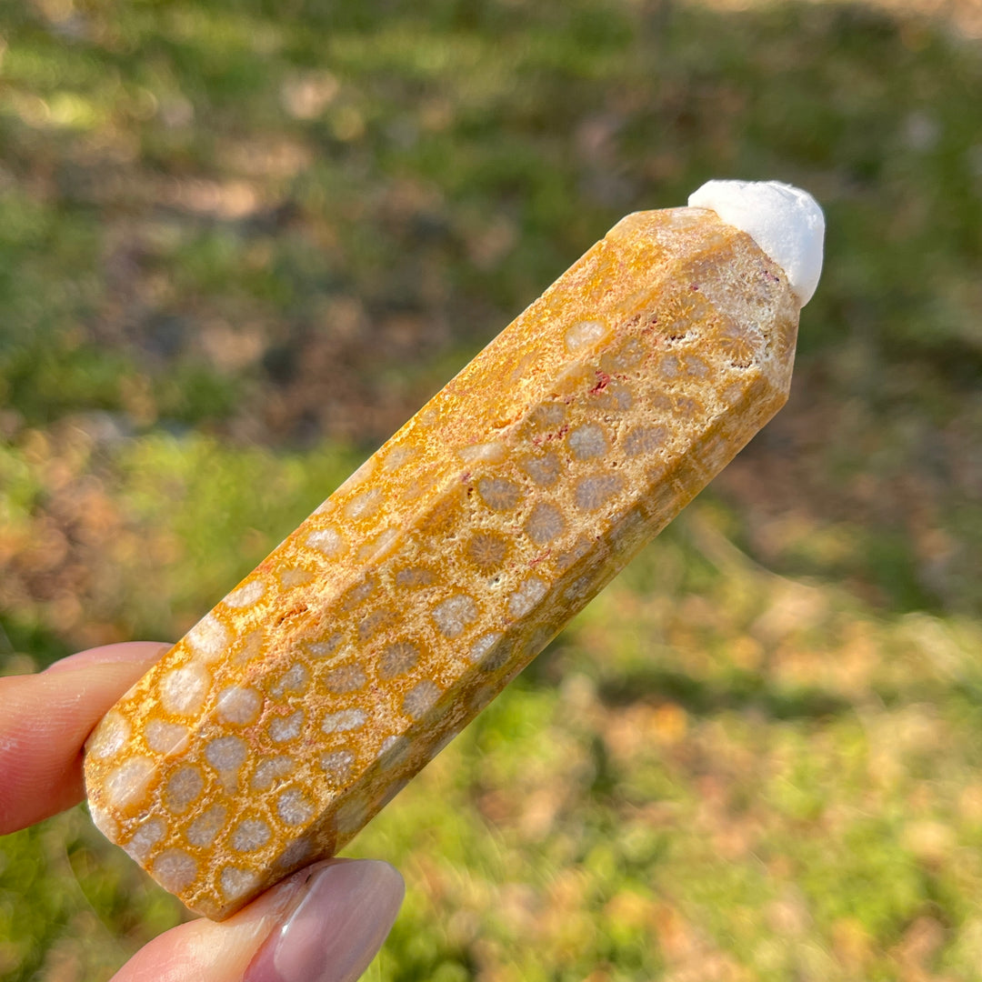 Imperfect,Natural Coral Fossil Point