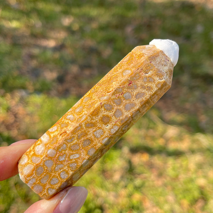 Imperfect,Natural Coral Fossil Point