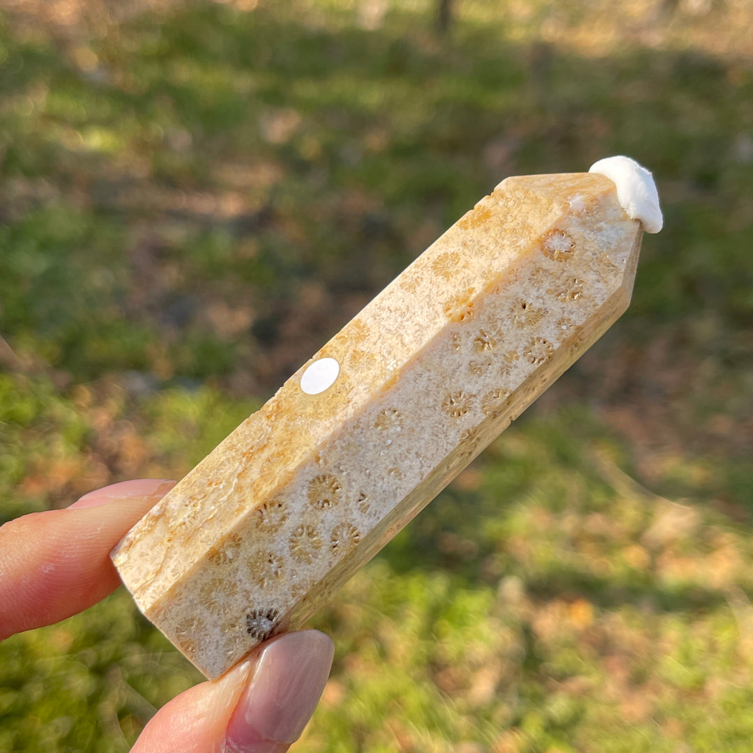 Imperfect,Natural Coral Fossil Point