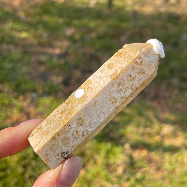 Imperfect,Natural Coral Fossil Point