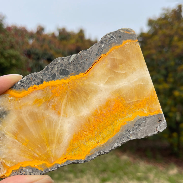 Natural Crystal Bumble Bee Jasper Slice