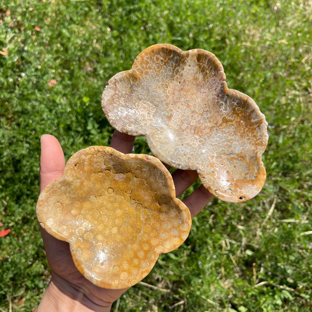 Unique,Natural Coral Fossil Crystal Flower Bowl
