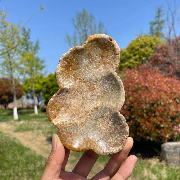 Unique,Natural Coral Fossil Crystal Flower Bowl